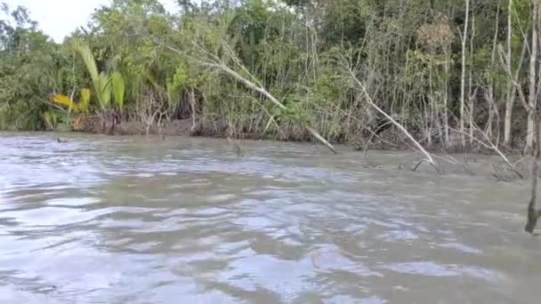 Utsikten Över Skog Och Flodvatten Panning Djungler Sundarban Mangrove Och — Stockvideo