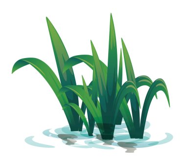 Suda büyüyen su bitkilerinin taşıyıcısı izole edilmiş. Yeşil otların yansıması. Uzun yeşil yapraklar su çimenleri ve bitkiler nehirde yetişir.