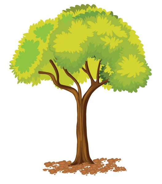 Вектор Зеленого Дерева Ветвями Зелеными Листьями Выращенными Почве Длинные Тропические — стоковый вектор