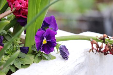 Gulhane Park 'ta mor menekşeler