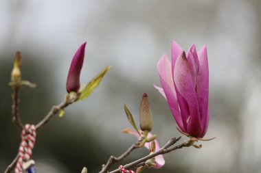 Gulhane Parkı 'nda Pembe Manolya
