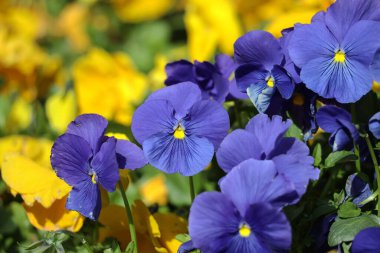 Gulhane Park 'ta mor menekşeler