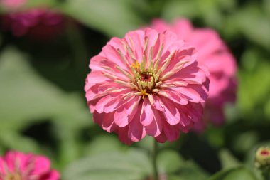 Gulhane Park 'ta Pembe Dahlia