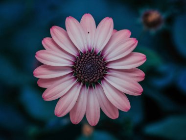 Pembe ve mor çiçeğe yakın çekim