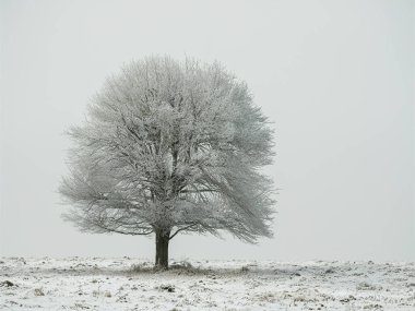 Yalnız ağaç karlı bir tarlada duruyor.