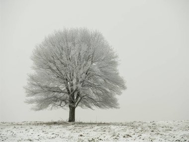 Yalnız ağaç karlı bir tarlada duruyor.