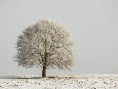 Yalnız ağaç karlı bir tarlada duruyor.