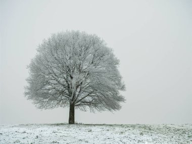 Yalnız ağaç karlı bir tarlada duruyor.