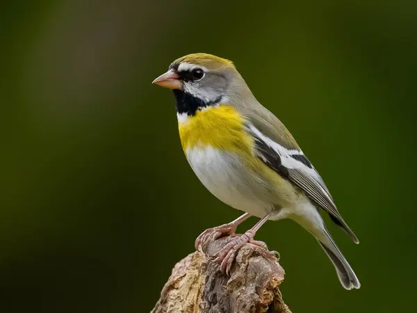 Yellow bird perched on a branch with