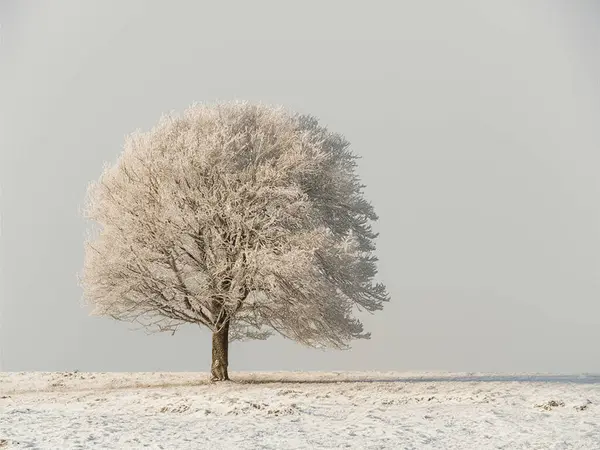 Yalnız ağaç karlı bir tarlada duruyor.