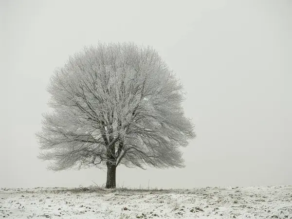 Yalnız ağaç karlı bir tarlada duruyor.