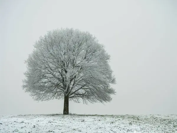 Yalnız ağaç karlı bir tarlada duruyor.