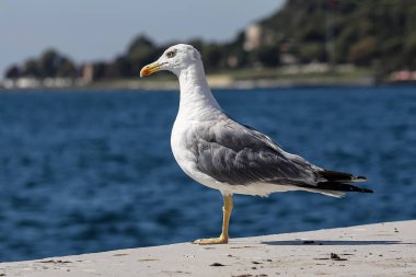 Ayrıntılı Odakta Görkemli Martı