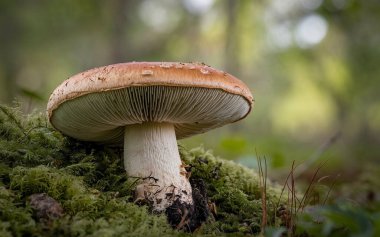 Ormandaki yosunlarda yetişen büyük bir mantarın yakın plan fotoğrafı. Karmaşık detaylar ve doğal bir ortam sergiliyor.
