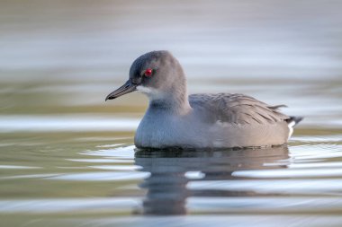 Sakin suda yüzen kırmızı gözlü bir su kuşunun zarif varlığını vurgulayan yakın plan fotoğrafı.