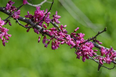 İlkbaharda açan mor çiçeklerin dalları ve yeşil bulanık arkaplan