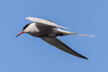 Açık kanatlı uçan deniz feneri kuşu, açık mavi gökyüzünde izole edilmiş.