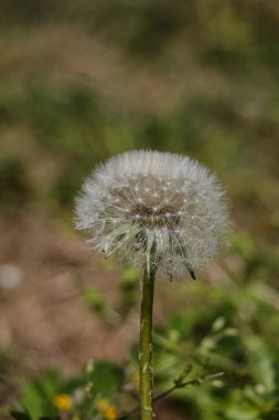 Karahindiba tohumu kafası patlamaya hazır.