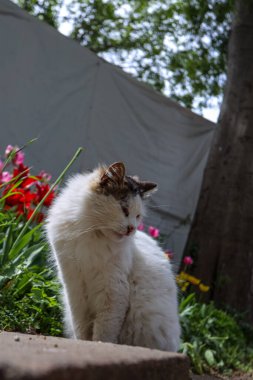 Baharda Çiçek açan lalelerin Arasında Oturan Sokak Kedisi