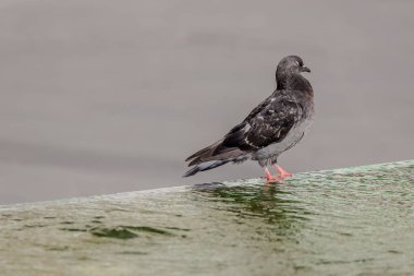 Güvercin sessizce suyun kenarında duruyor, gözleri kapalı.