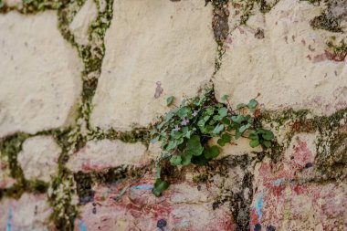 Yosun ve dokularla eski tuğla duvarların arasında büyüyen küçük yeşil bitki.