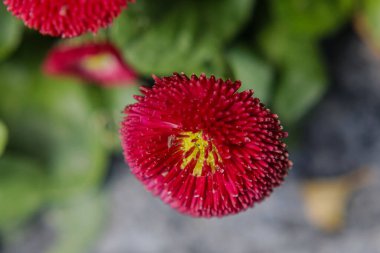 Bloom 'daki Koyu Kırmızı İngiliz Papatyasının Üst Görünümü
