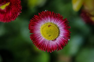 Kırmızı ve Beyaz İngiliz Papatya Çiçeğinin Yakın Çekimi