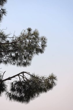 Çam ağacı dalları gökyüzüne karşı. yüksek kaliteli fotoğraf