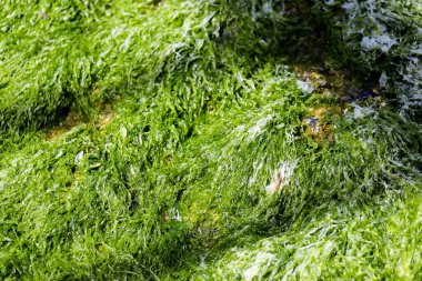 Yosun dokusu, yeşil yosun, arkaplan