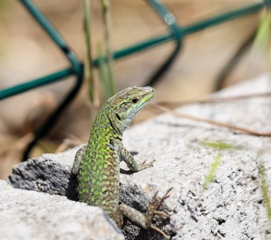 Yeşil kertenkele bir oturum