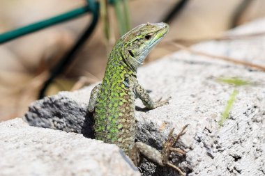 Yeşil yosun üzerinde kertenkele. Kapat. seçici odak