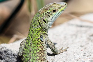 Hayvanat bahçesinde bir kertenkele