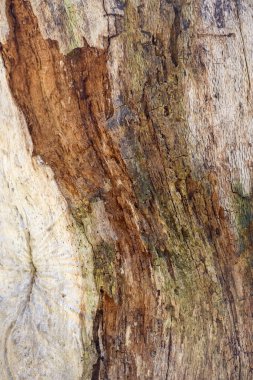 Doğal ahşap desenli ahşap