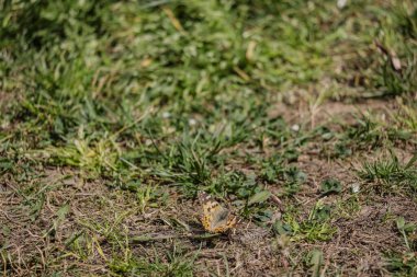 Bahçedeki kuru otlar