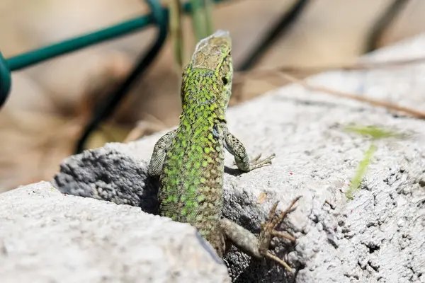 kertenkele bir kayaya Park