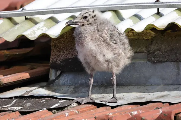 Ev köyde küçük bir kuş.