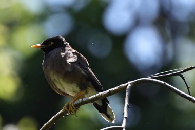 Güneş ışığının bulanık arka planının altında, ağaç dalına tünemiş siyah kuyruklu bir kartalın yakın çekimi.