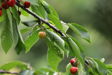 Olgun kiraz bir ağacın dalında