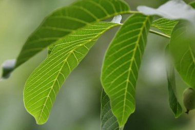 yeşil yapraklar, bitki örtüsü ve doğa