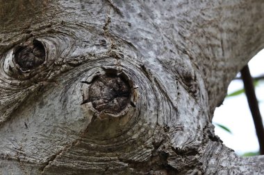 Ağaç gövdesi, kapat.