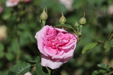 Bahçede çiçek açan bir gülün yakın çekimi.