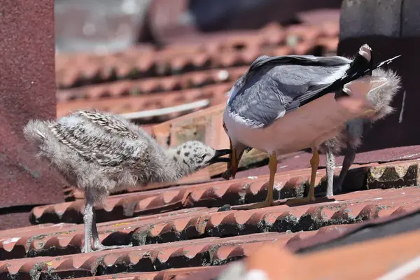 Çatıda beslenen martı yavrusu.