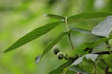 bir ağacın yeşil yaprakları