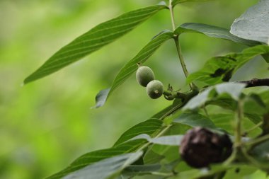 Ağaçtaki yeşil fasulyeler