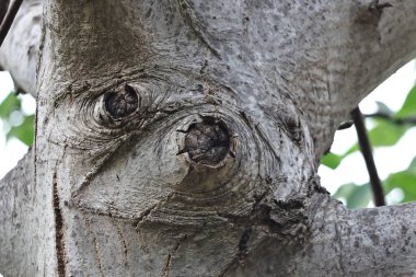 Ağaç gövdesi desenli makro çekim doğal desenli