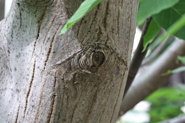 Bir ağaç gövdesinin yakın plan çekimi.