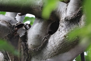 Yeşil yapraklar, bitki örtüsü.