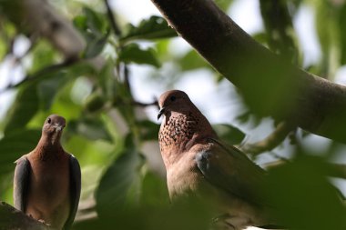 Ormanda bir çift kuş.
