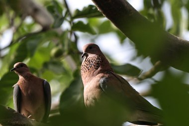 İki erkek sığırcık kuşu yeşil bir ağaç dalında