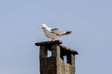 Deniz kıyısındaki gökyüzünde martı
